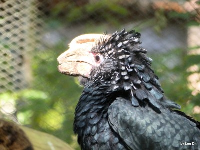 Missing the tip of its beak