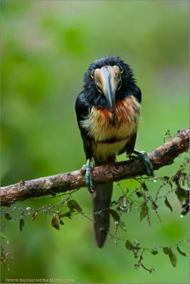 Collared Aracari (Pteroglossus torquatus) ©Raymond Barlow