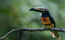 Collared Aracari – Beautiful&nbsp;Creation