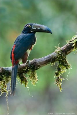 Collared Aracari (Pteroglossus torquatus) ©Raymond Barlow