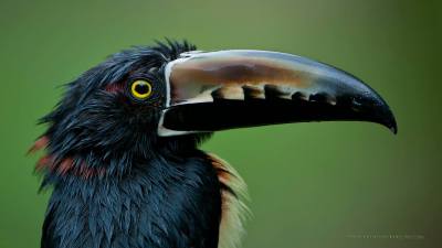 Collared Aracari (Pteroglossus torquatus) ©Raymond Barlow