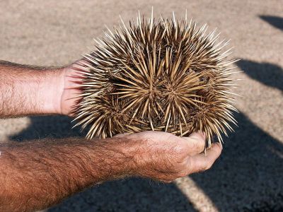 Echidna ©WikiC