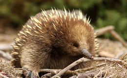 Interesting Things – Echida ~ From Creation&nbsp;Moments