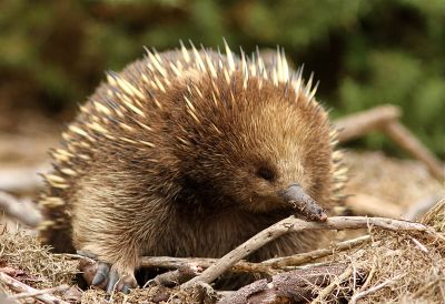Echidna (Tachyglossus aculeatus setosus) ©WikiC
