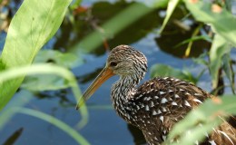 Birdwatching At Lake Morton Finally – Part&nbsp;2