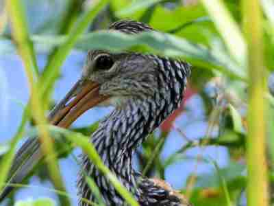 Limpkin Juvenile at Lake Morton by Lee