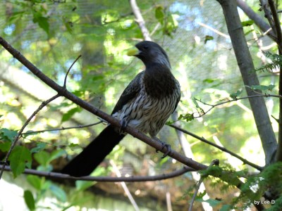 Western Plantain-eater (Crinifer piscator) at Parrot Mountain
