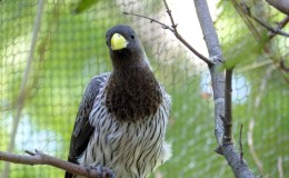 Plantain-eater at Parrot&nbsp;Mountain