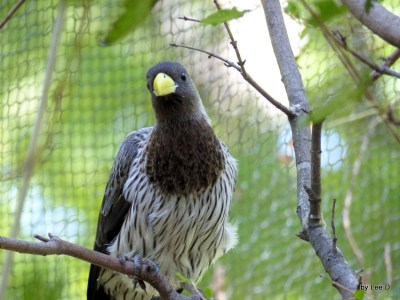 Western Plantain-eater (Crinifer piscator) at Parrot Mountain