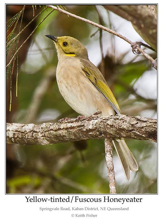 Fuscous Honeyeater (Lichenostomus fuscus) by Ian at Birdway