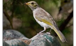 Ian’s Bird of the Week – Fuscous&nbsp;Honeyeater