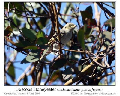Fuscous Honeyeater (Lichenostomus fuscus) by Ian
