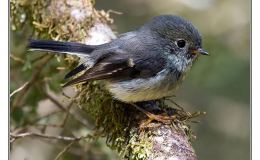 Ian’s Bird of the Week –&nbsp;Tomtit