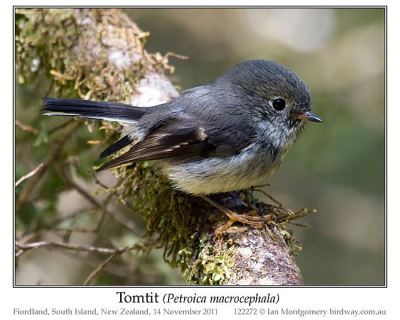 Tomtit (Petroica macrocephala) by Ian