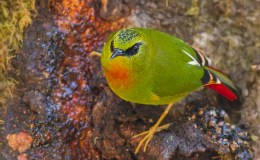 Sunday Inspiration – Sylviid&nbsp;Babblers