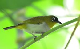 Avian and Attributes –&nbsp;Way