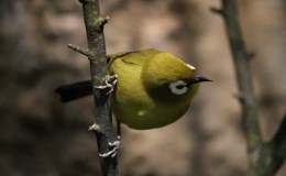 White-Eye Changes from I.O.C. Ver&nbsp;9.1