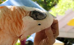 Eagles and Parrots Safe in Tennessee&nbsp;Fires