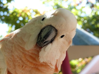  Salmon-crested Cockatoo (Cacatua moluccensis) at Parrot Mtn by Lee 