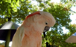 Salmon-crested (Moluccan) Cockatoo at Parrot&nbsp;Mountain
