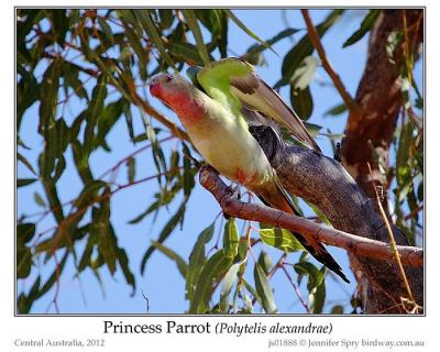 Princess Parrot (Polytelis alexandrae) by Jenny Spry