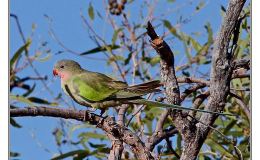 Ian’s Bird of the Week – Princess Parrot –&nbsp;Reworked