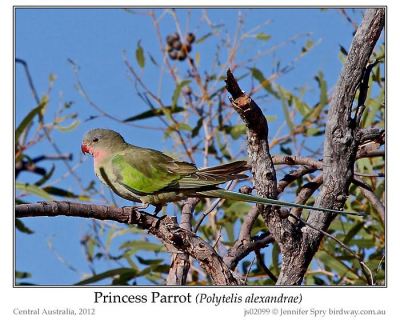 Princess Parrot (Polytelis alexandrae) © Jenny Spry