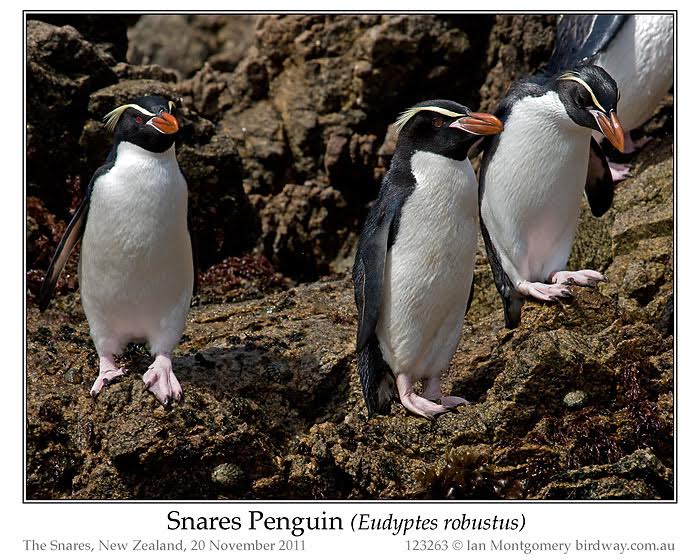 Snares Penguin (Eudyptes robustus) by Ian