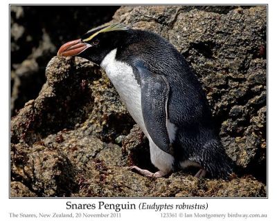 Snares Penguin (Eudyptes robustus) by Ian
