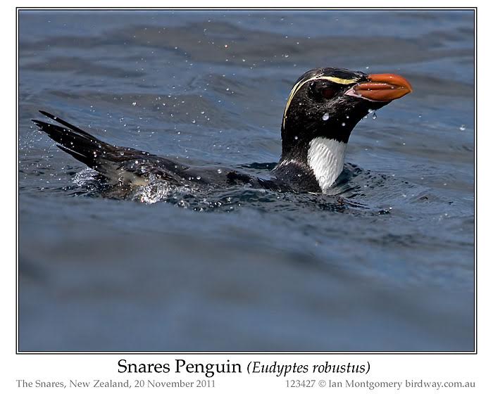 Snares Penguin (Eudyptes robustus) by Ian