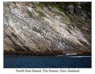 Snares Penguin (Eudyptes robustus) by Ian