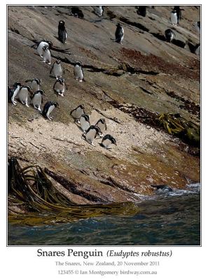 Snares Penguin (Eudyptes robustus) by Ian