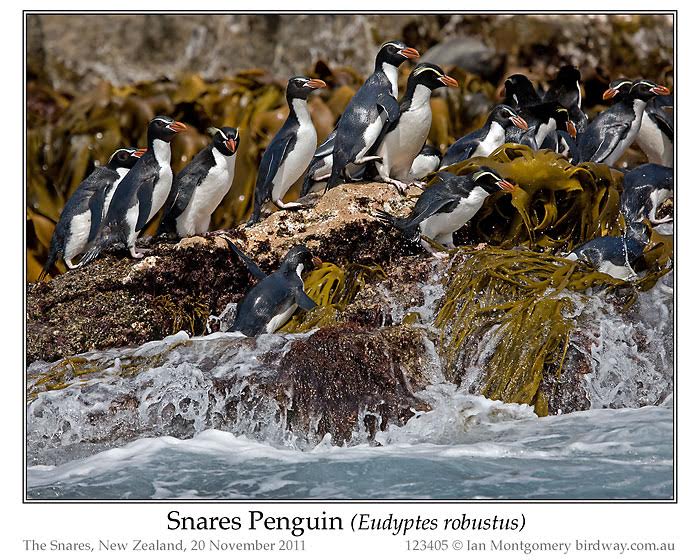 Snares Penguin (Eudyptes robustus) by Ian