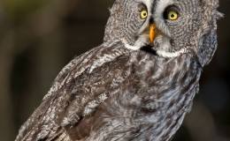 Great Grey Owl