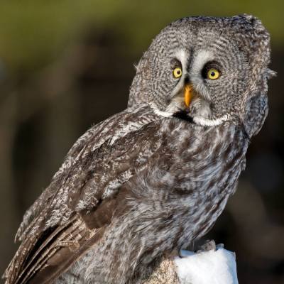 Great Grey Owl (Strix nebulosa) ©Peter K Burian