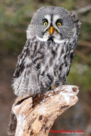 Great Grey Owl (Strix nebulosa) ©Peter K Burian at www.peterkburian.com
