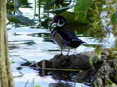Wood Duck at Lake Morton by Lee