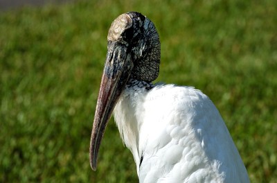 Wood Stork sitting at Lake Morton by Dan