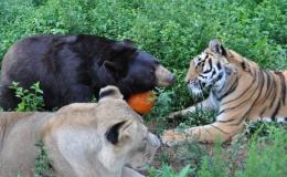 BLT at Noah’s&nbsp;ARK