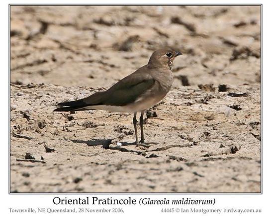 Oriental Pratincole (Glareola maldivarum) by Ian