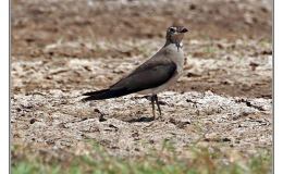 Ian’s Bird of the Week – Oriental&nbsp;Pratincole