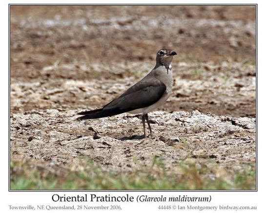 Oriental Pratincole (Glareola maldivarum) by Ian