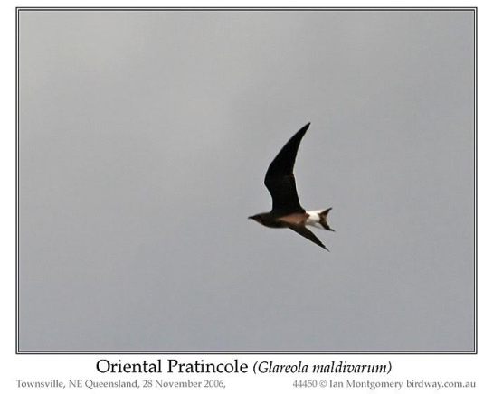 Oriental Pratincole (Glareola maldivarum) by Ian