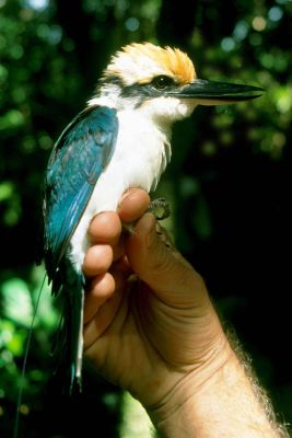 Pohnpei Kingfisher (Todiramphus reichenbachii) ©WikiC