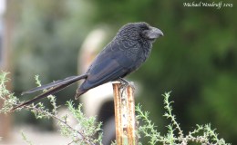 Birds of the World and Bible – Groove-billed&nbsp;Ani