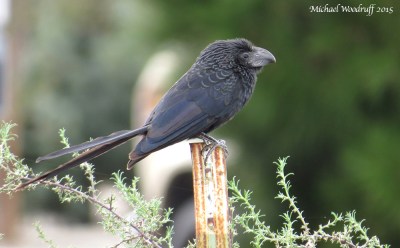 Groove-billed Ani (Crotophaga sulcirostris) by Michael Woodruff