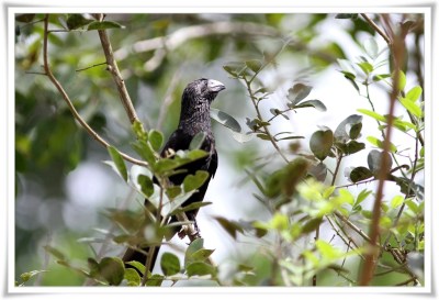 Groove-billed Ani (Crotophaga sulcirostris) ©Flickr Ross Tsai
