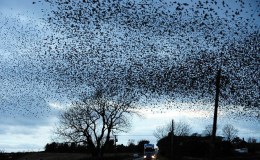 Choreographed Choir on the Wing: Birds of a Feather Flock&nbsp;Together