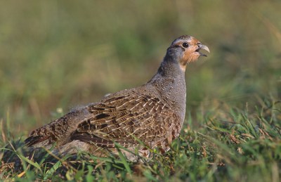 Taiwan Bamboo Partridge (Bambusicola sonorivox) ©WikiC