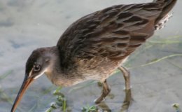 Skinny As A Rail? Not&nbsp;Me!